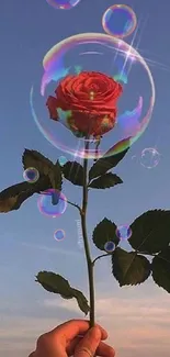 Red rose inside a reflective bubble against a blue sky.