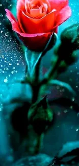 Vibrant red rose amidst a mystical blue mist mobile wallpaper.