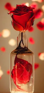 Red rose in a glass bottle surrounded by lights.