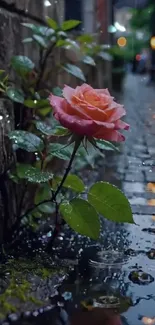 A rose blooms in a rainy urban alley.