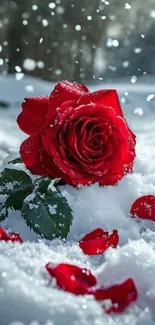 Red rose on white snow with falling flakes.