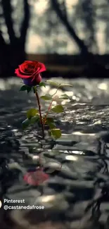 Vibrant rose rising from tranquil water reflection.