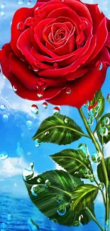 Red rose with water droplets on a blue sky background.