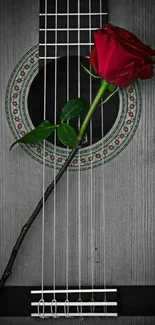 A vivid red rose laying on guitar strings with a monochrome background.