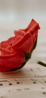 Red rose lying on a sheet of musical notes.