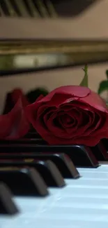 Red rose resting on black and white piano keys.