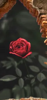 Red rose framed by rustic brick wall.