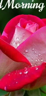 Vibrant red rose with morning dew and a Good Morning text.