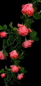 Vibrant red roses against a black background.