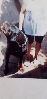 Rottweiler with owner in sunny backyard scene.