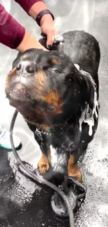 Rottweiler enjoying a soapy bath on a wet surface.