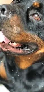 Close-up of a Rottweiler with sparkling light effect.