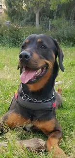 Happy Rottweiler lying in a sunlit grassy field.