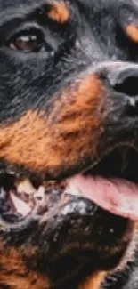 Rottweiler sitting on grass with autumn backdrop.