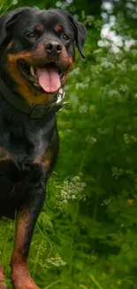 Rottweiler dog standing in lush green forest.