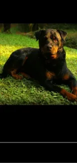 Rottweiler dog lying on sunlit green grass.