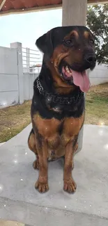 Rottweiler sitting on a stone surface outdoors.