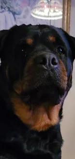 Close-up portrait of a Rottweiler with a serene background.