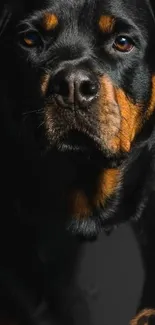 Rottweiler portrait with black background, showcasing elegant features.