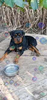 Rottweiler on wooden deck with colorful bubbles floating around.