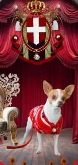 Chihuahua in red coat by royal throne and curtains.