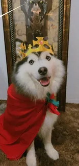 Husky dog wearing a crown and red cloak, standing on a carpet.