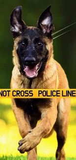 A dog running past a yellow police line on green grass.