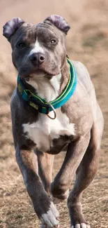 A dog running joyfully along a rural path.