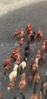 Aerial view of wild horses running on a dusty path.