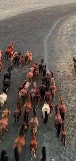 Herd of horses galloping on a dusty trail.