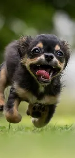 Joyful puppy running on green grass.