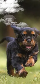 Adorable puppy running on grass with fluffy clouds.