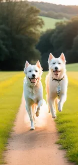 Two white dogs running on a green path in sunlight.