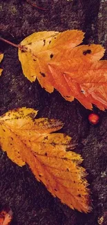 Autumn leaves on a rustic forest floor.