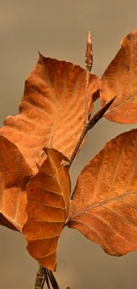 Orange-brown autumn leaves wallpaper with a rustic feel.