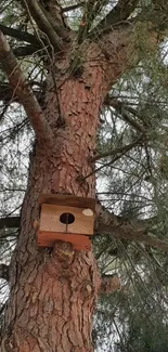 Wooden birdhouse in a pine tree, perfect for nature lovers.