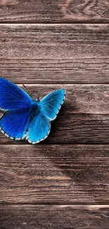 Blue butterfly on rustic wooden boards for mobile wallpaper.