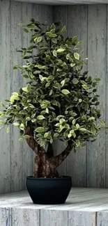 Rustic bonsai tree in pot on wooden shelf.