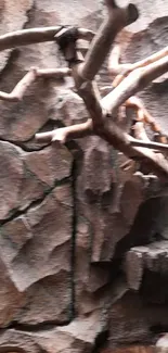 Rustic branches intertwined on a stone wall background.