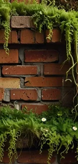 Rustic brick wall with green ferns