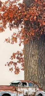 Vintage car beside an oak tree with autumn leaves.