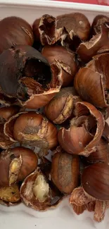 Close-up of roasted chestnut shells with rustic textures in brown hues.