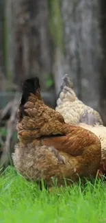 Chickens in a rustic farm setting on green grass.