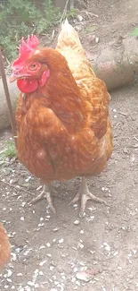 A brown chicken standing in a rustic farm setting.