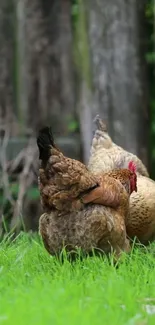 Chickens roaming on green grass near wooden backdrop.