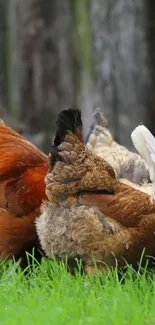 Chickens grazing on lush green grass in a rustic setting.