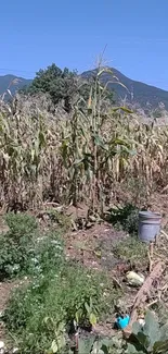 Lush cornfield with mountain backdrop under clear blue sky.