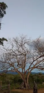 Tree in a serene countryside setting with a vast open sky.