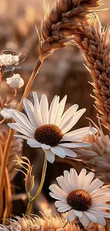 Rustic wallpaper featuring daisies and wheat swaying in a serene field.