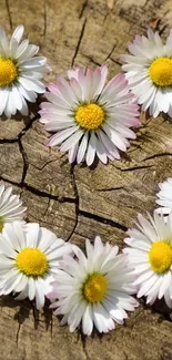 Rustic daisies arranged on a weathered wooden background for a serene mobile wallpaper.